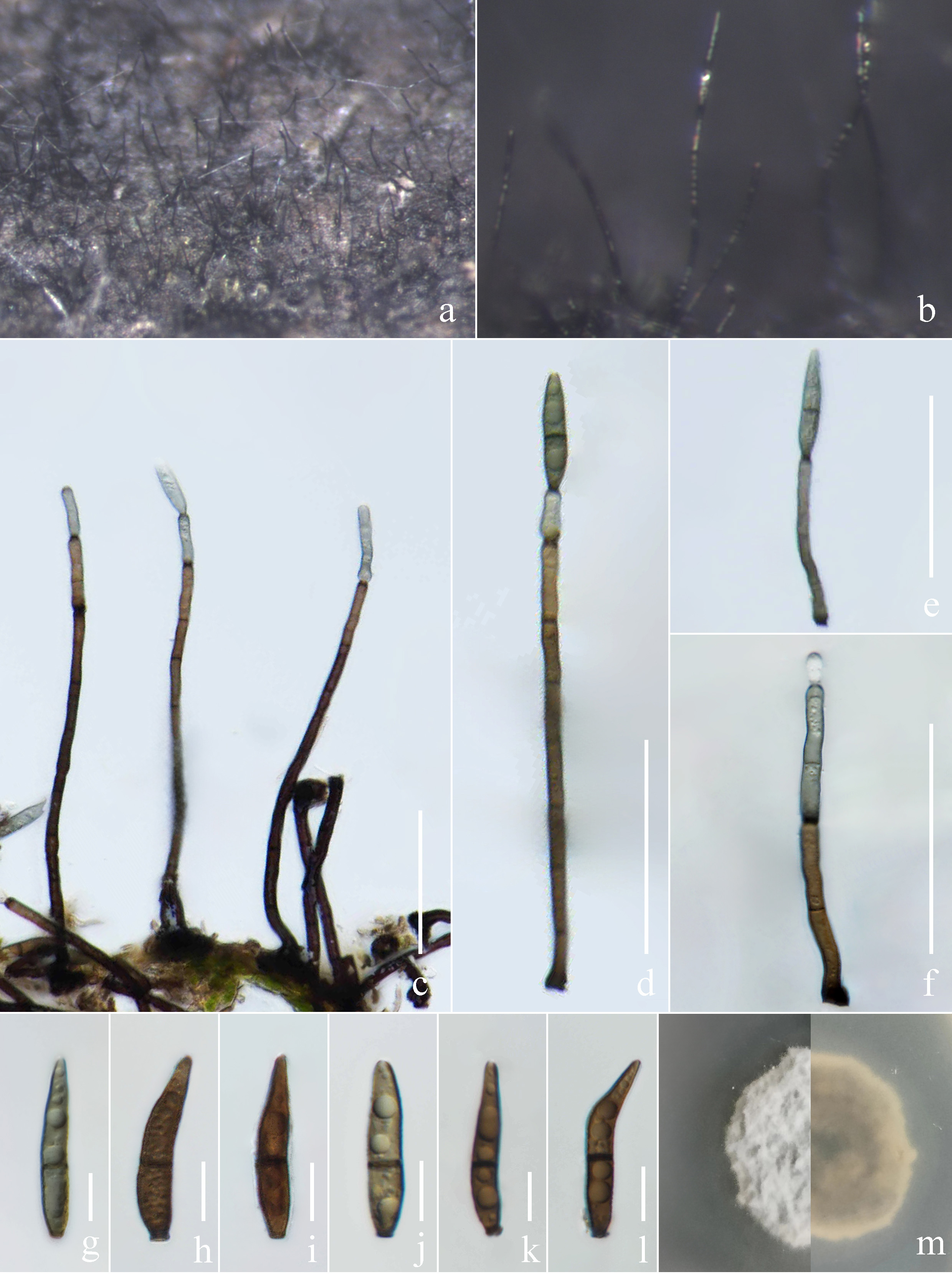Figure 136